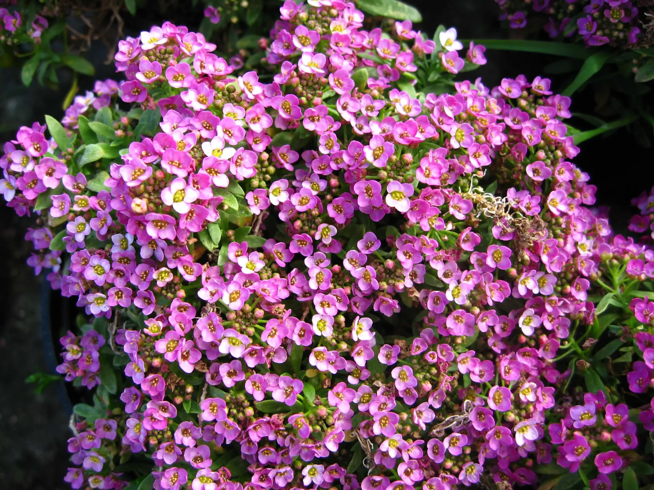 allyssum con flores rosa Bordas garden plantas que florecen en la sombra en clima mediterraneo