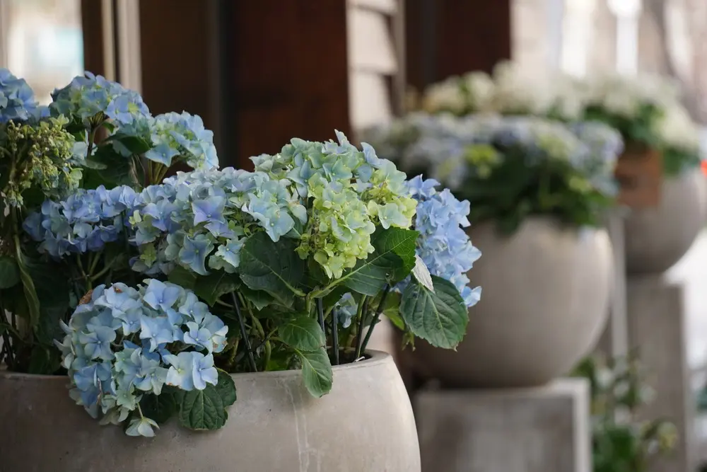 hortensias azules en Bordas Garden