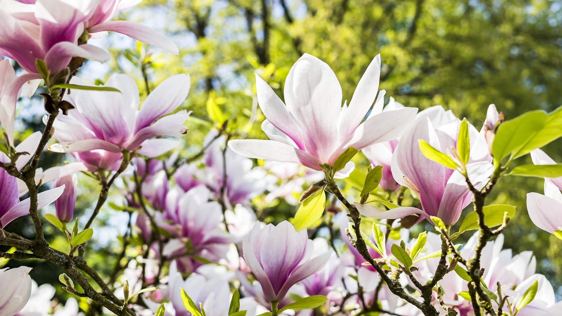 magnolias en flor bordas garden
